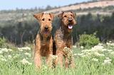 AIREDALE TERRIER 167